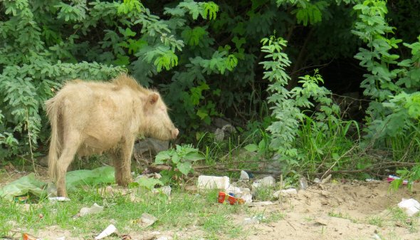 38277417_901579610480_7980098705401315328_o